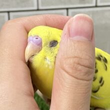✨最新画像✨様々なガラでハートキャッチ！💖　セキセイインコ