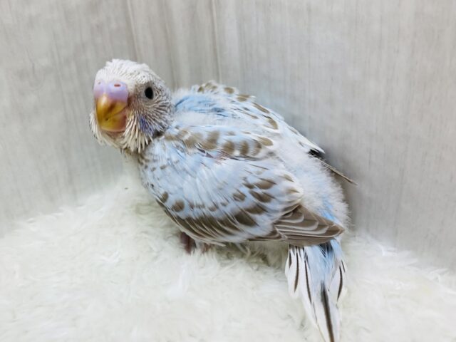 優しいお色にキュンです‎‎🫰🏻💗  ̖́-セキセイインコのシナモンオパーリン🫧