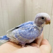 美✨ブルー✖️グレーの素敵カラー🩶セキセイインコのスパングル！！