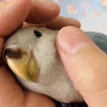 癒し溢れるとってもかわいいコ🩵💐ベタなれコザクラインコちゃん(ブルーオパーリン)🪽🫧