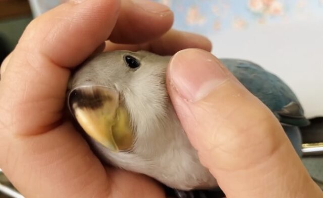 癒し溢れるとってもかわいいコ🩵💐ベタなれコザクラインコちゃん(ブルーオパーリン)🪽🫧