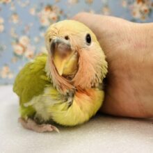 ニッコリ笑ってるみたい☺️🧡かわいい手乗りコザクラインコちゃん(シナモン)🌼