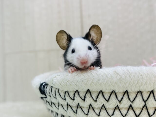 超ミニサイズ〜💕パンダマウス男の子‼️