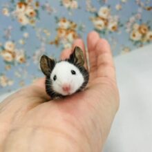 と~ってもかわいいパンダのマウスちゃん入舎です♬*🐼❤︎