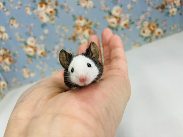 と~ってもかわいいパンダのマウスちゃん入舎です♬*🐼❤︎