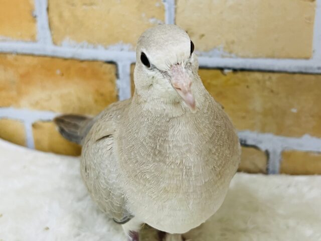 しれっと登場！ジュズカケバトの若さんご来店です！