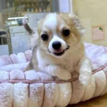 むっちり🩵チワワ男の子