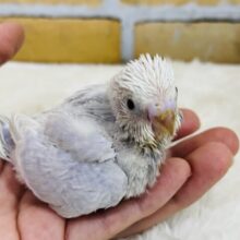 幻でしょうか？✨美しすぎライラックセキセイインコ！