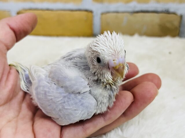 幻でしょうか？✨美しすぎライラックセキセイインコ！