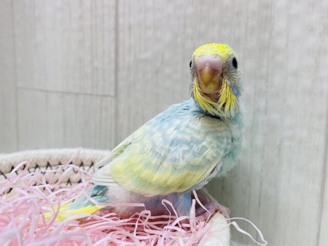 この淡さのトリ🐤コになっちゃう🥰セキセイインコ（パステルレインボーパイド）🌟