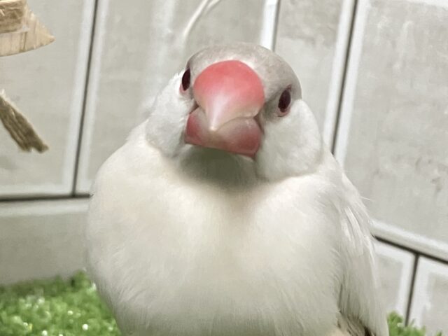 ✨最新画像✨煌びやかシルバーにキラッと輝く赤目♬　シルバーイノ文鳥