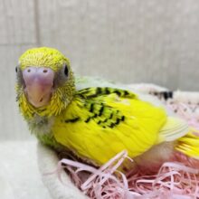 黄🟡緑🟢黒⚫️のりたまカラー！！ぱっちりおめめのセキセイインコパイド⭐️