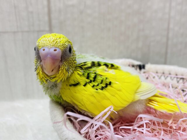 黄🟡緑🟢黒⚫️のりたまカラー！！ぱっちりおめめのセキセイインコパイド⭐️