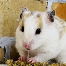 優しいスポット🧡激レア！ドミノハムスターの女の子ですよ〜✨