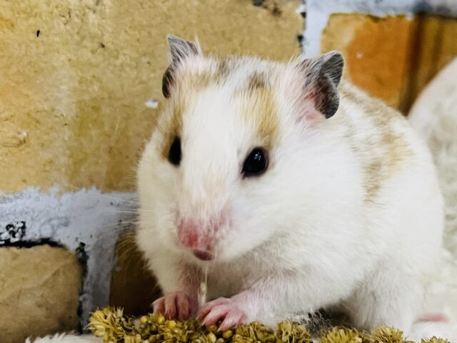 優しいスポット🧡激レア！ドミノハムスターの女の子ですよ〜✨