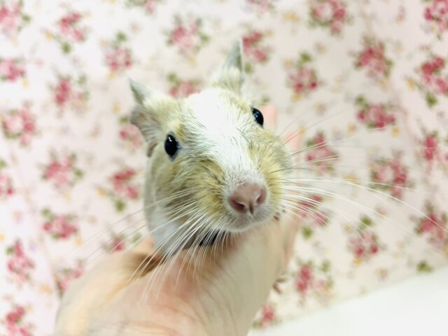 ワンアンドオンリ−🧡🤍プリティ−デグちゃん(サンドパイド)女のコ🌼