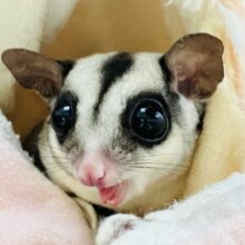 かわいいモモンガ−ル🎄♥️フクロモモンガちゃん女のコ⭐︎*ˊᵕˋ