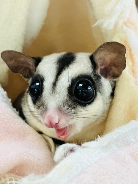 かわいいモモンガ−ル🎄♥️フクロモモンガちゃん女のコ⭐︎*ˊᵕˋ