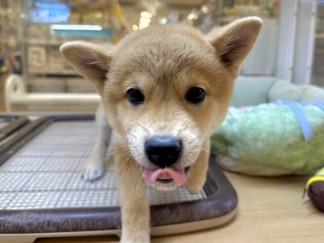 元気いっぱい⭐️ミックス犬(ポメラニアン✖️柴犬)男の子