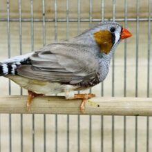 立派な成鳥✨キンカ鳥（フォーン）の男の子と女の子♡