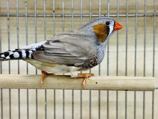 立派な成鳥✨キンカ鳥（フォーン）の男の子と女の子♡