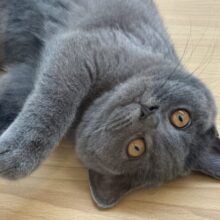 心開いたら甘々止まらん♡ブリティッシュショートヘアちゃん！