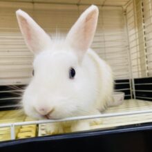 頭の『ちょび』がチャームポイント☝🏻✨優しいお色のミニウサギさん‼️