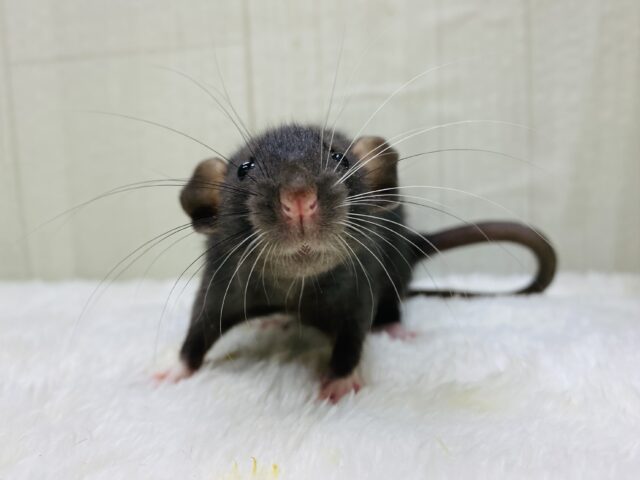 最新画像有ります⭐️とっても賢いんだぞｫ〜‼️ファンシーラットBOYS😎✨