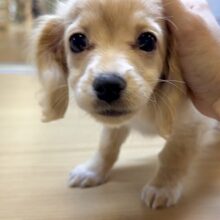 人気のミックスちゃん💛チワワ✖️ミニチュアダックスフンド