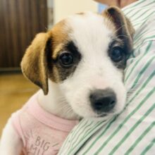 超ホヤホヤ最新画像✨み〜んな虜にしちゃうよ♡♡ジャックラッセルテリアちゃん！