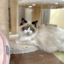 愛嬌たっぷり🎵イケメンラグドールくん