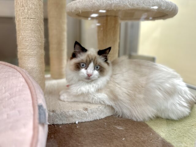 愛嬌たっぷり🎵イケメンラグドールくん