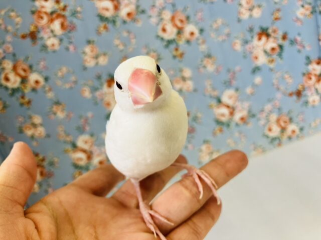 ひとりでご飯食べられるようになったよ♬* ベタなれ白文鳥ちゃん💟