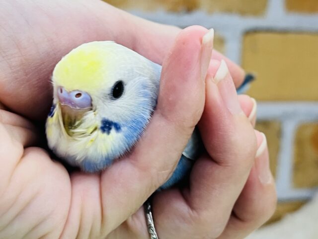 11/8更新☆まだまだ赤ちゃんなの🍡セキセイインコのヒナ(レインボースパングル)入荷しました❤️