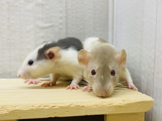 わちゃわちゃ〜賑やか〜🥳✨ファンシーラット女の子🎀