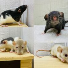 🧀もちもちファンシーラットフェア開催中🐭