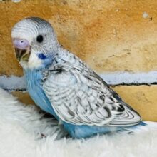 はっきりとしたキラキラ✨スパンコール柄のセキセイインコ！（ブルースパングル）