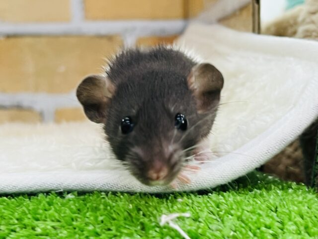 ミニマムなマレーバク？フーディットのファンシーラットの男の子♡