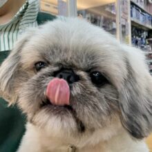 最新📷元気いっぱい！抱っこ大好きなペキニーズくん！