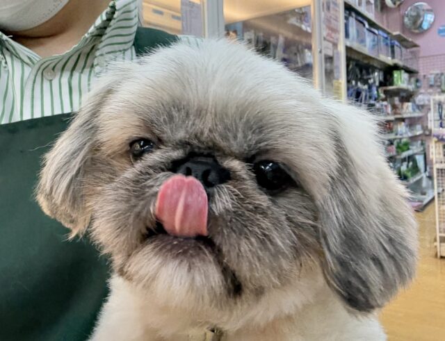 最新📷元気いっぱい！抱っこ大好きなペキニーズくん！