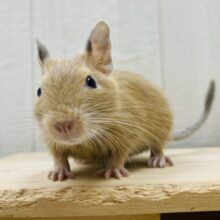 ほうじ茶ラテでホット一息☕️🧡デグーサンドカラーの女の子🎀