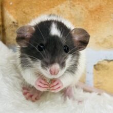 チャームポイントはオデコ♡可愛い僕ちゃん🐭ファンシーラットの男の子！