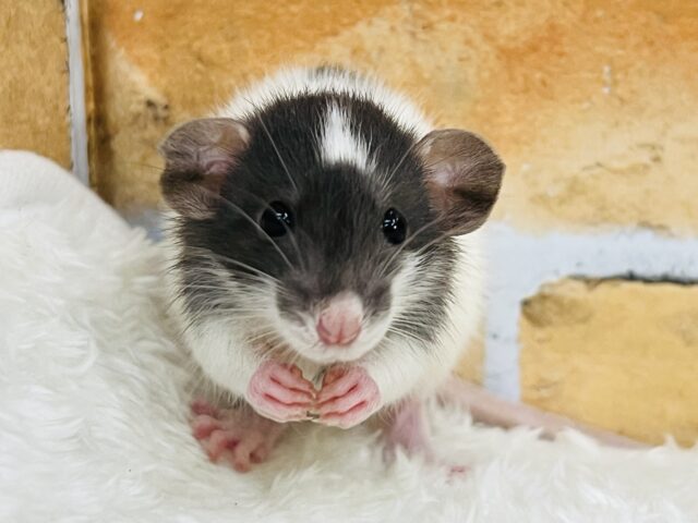 チャームポイントはオデコ♡可愛い僕ちゃん🐭ファンシーラットの男の子！