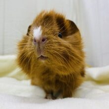 みんな大好き唐揚げちゃん😋可愛さギュッと詰め込みました💕アビシニアンモルモット!!