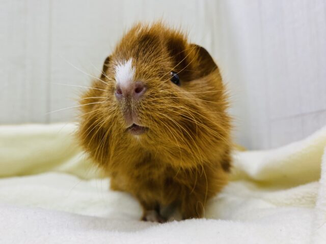 みんな大好き唐揚げちゃん😋可愛さギュッと詰め込みました💕アビシニアンモルモット!!