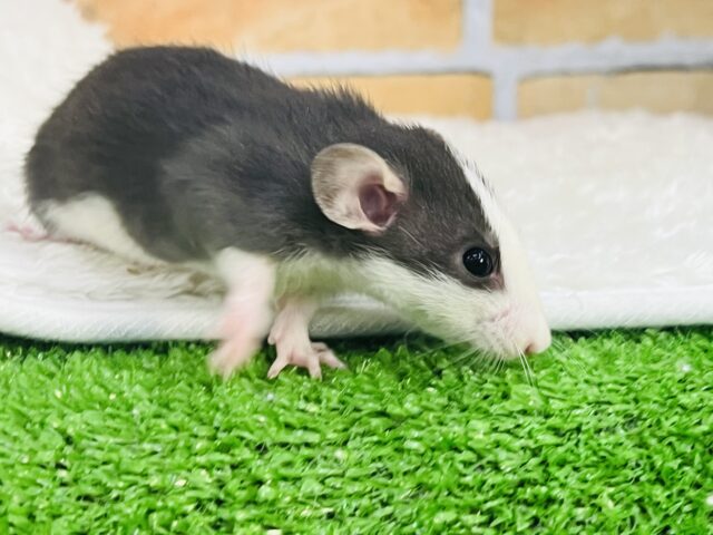 ブラックスーツでもじもじ君？ファンシーラットの男の子☆