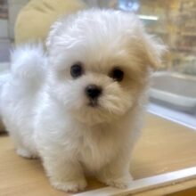 可愛さ満点💕💕🥺ペキマルくん