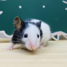 守ってあげたいこのサイズ🩷めちゃカワなパンダマウス女の子！！