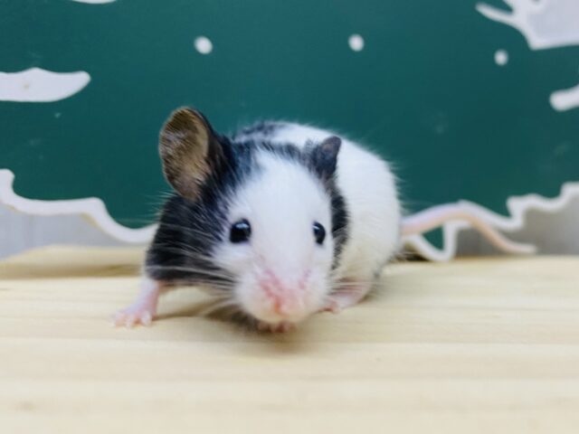 守ってあげたいこのサイズ🩷めちゃカワなパンダマウス女の子！！