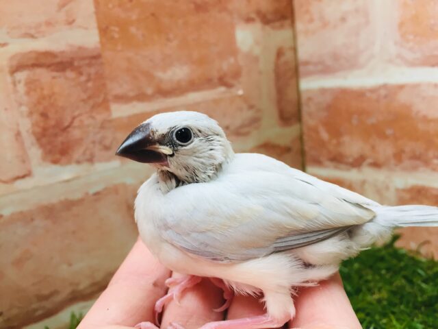 シルバー文鳥さんがやってきましたよ～✨✨